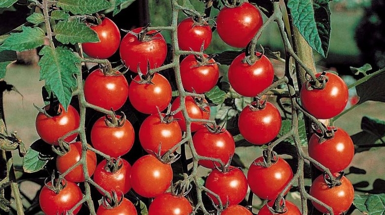 Как вырастить помидоры черри