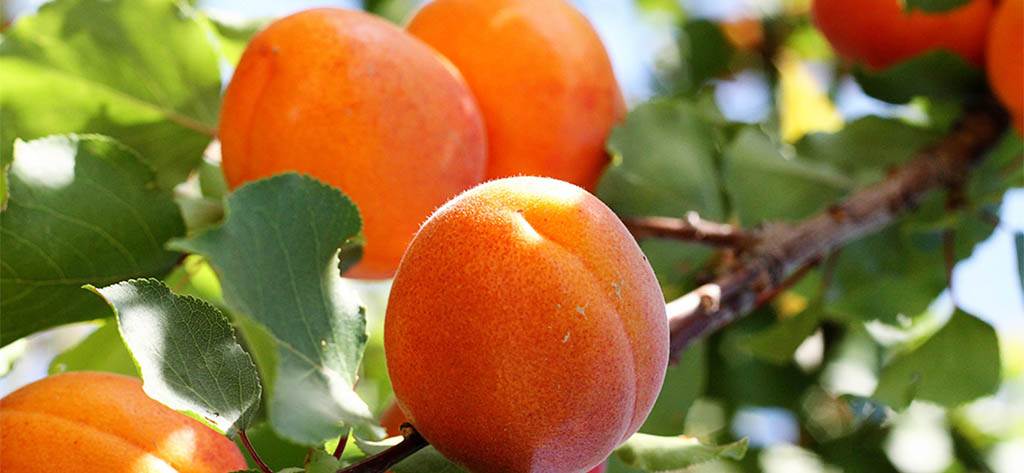 Как вырастить абрикосовое дерево из косточки