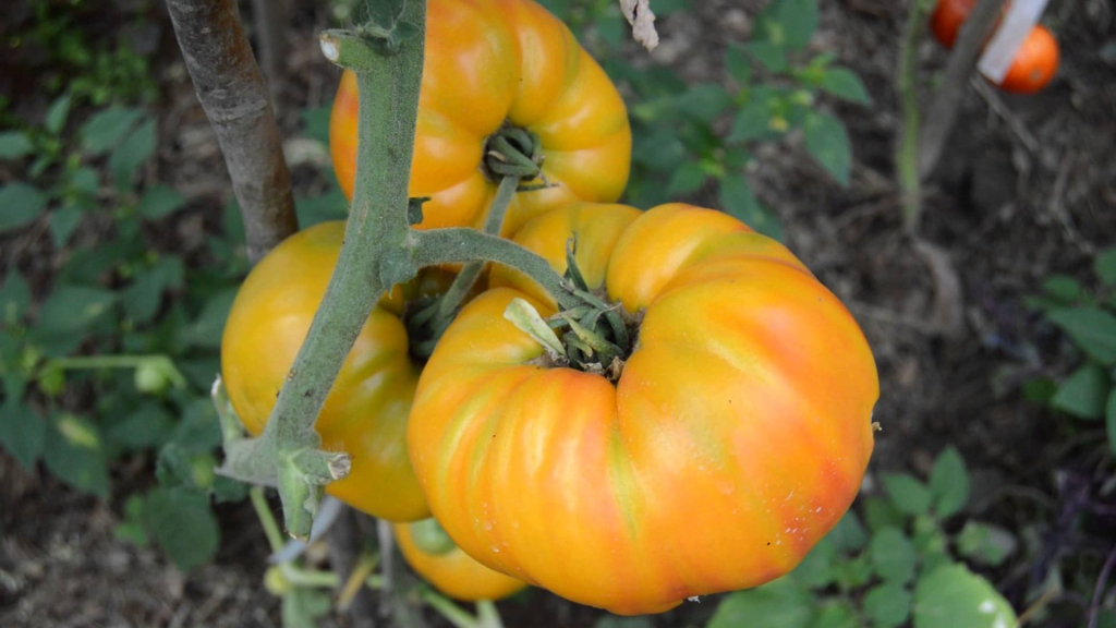 Желтые сорта томатов:  полезные свойства и особенности выращивания