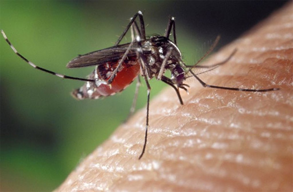 Как победить комаров? Народные методы