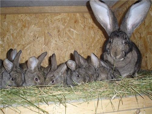 Как  разводить кроликов