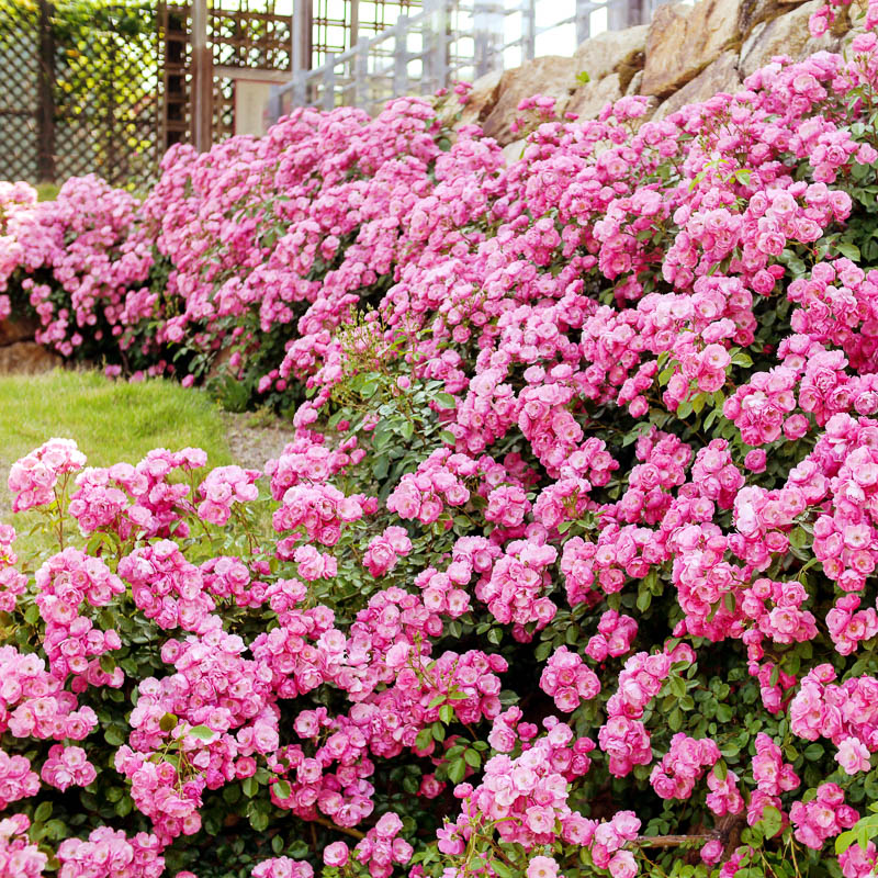 Rose_Cordes01.jpg
